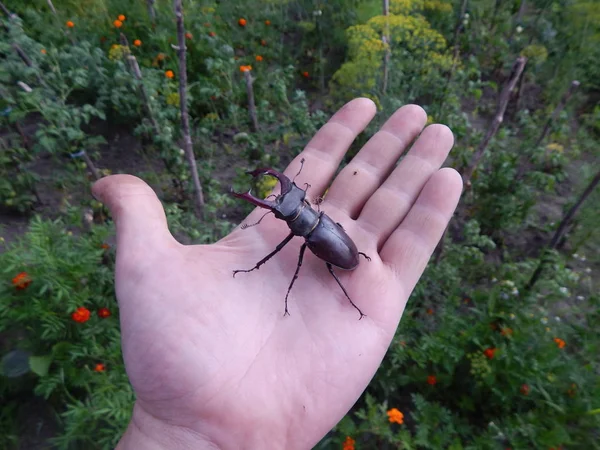 大きなカブトムシ クワガタ昆虫 — ストック写真