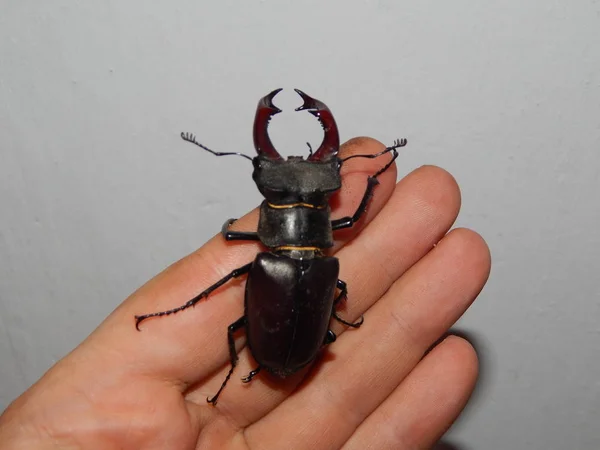 Grote Kever Stag Kever Insecten — Stockfoto