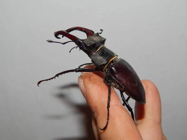 Duży Chrząszcz Stag Beetle Owady — Zdjęcie stockowe