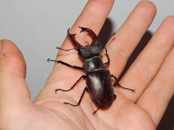 Grandes Insectos Escarabajo Ciervo Escarabajo — Foto de Stock