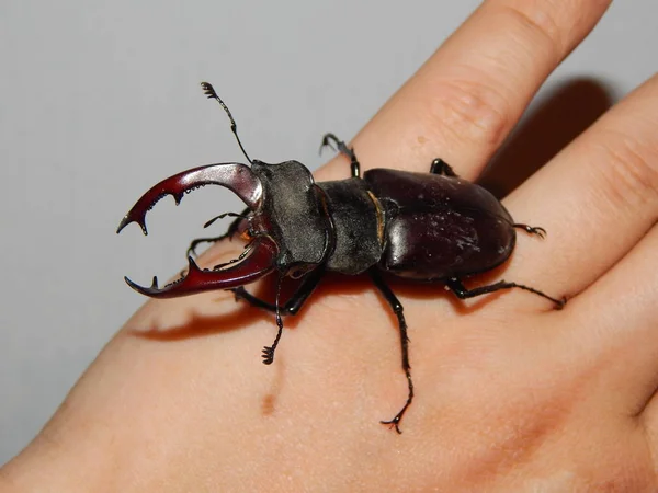 Grandes Insectos Escarabajo Ciervo Escarabajo — Foto de Stock