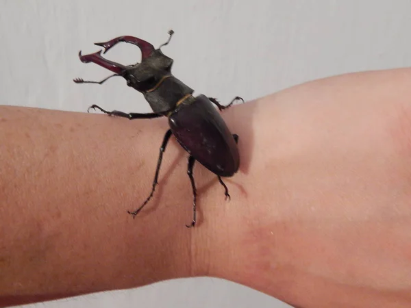 Large Beetle Stag Beetle Insects — Stock Photo, Image