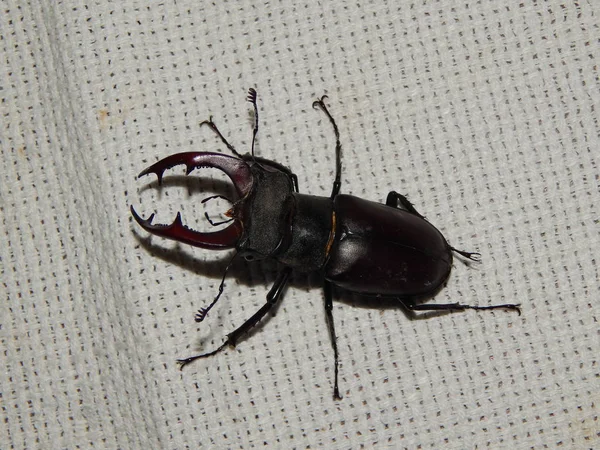 Büyük böceği geyik böceği böcek