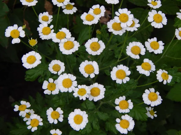 Plantas Flores Jardín Jardín — Foto de Stock