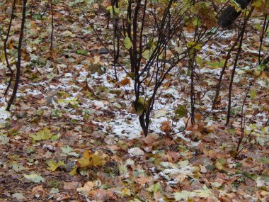 Park geç sonbahar yaprakları ve hayvanlar