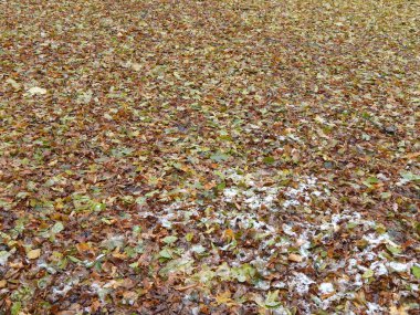 Park geç sonbahar yaprakları ve hayvanlar