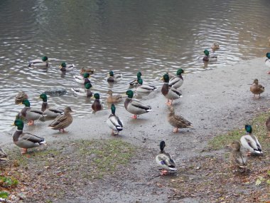 Sonbaharda parktaki gölün kenarındaki ördekler