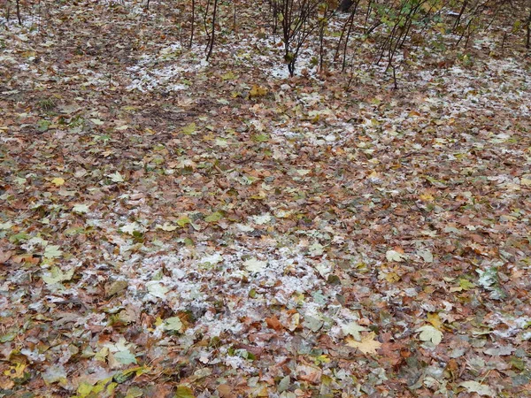 Park Późno Jesienne Liście Zwierząt — Zdjęcie stockowe