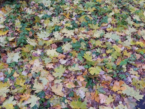 公园深秋落叶和动物 — 图库照片