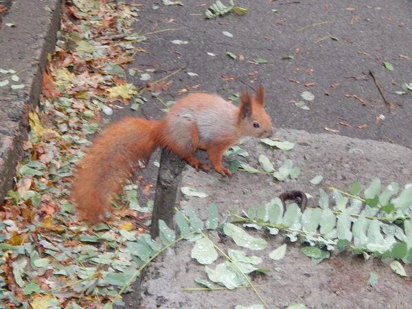 公園遅い紅葉と動物 — ストック写真