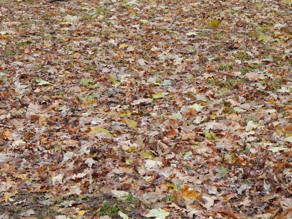 Парк Поздней Осени Листья Животные — стоковое фото