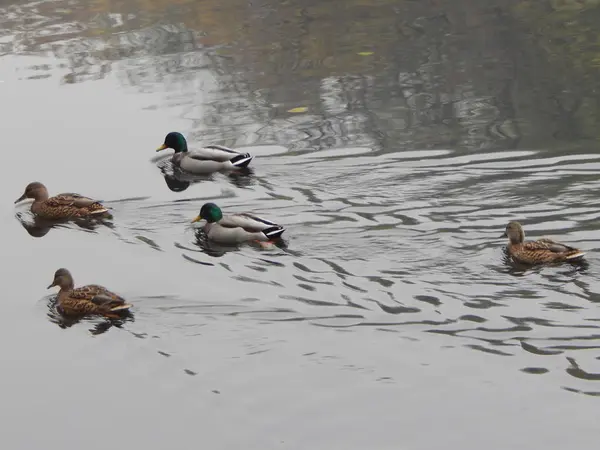 Park Spätherbst Blätter Und Tiere — Stockfoto