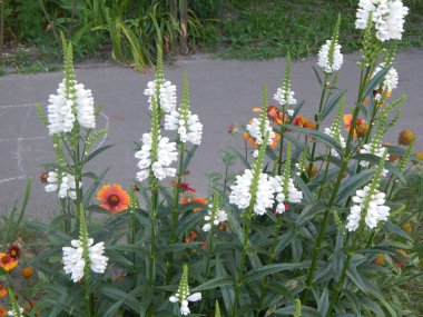 Doku doğa çimen çiçekler, ağaçlar duvar kağıdı