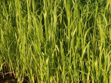 Doku doğa çimen çiçekler, ağaçlar duvar kağıdı