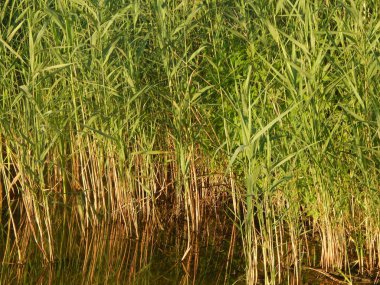 Doku doğa çimen çiçekler, ağaçlar duvar kağıdı