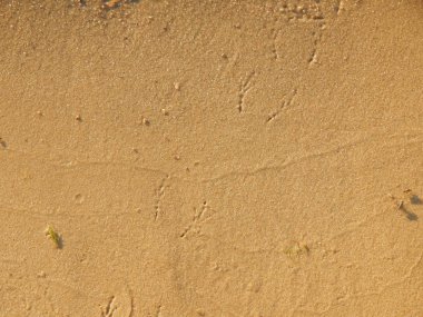 Doku doğa çimen çiçekler, ağaçlar duvar kağıdı