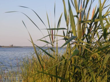Doku doğa çimen çiçekler, ağaçlar duvar kağıdı