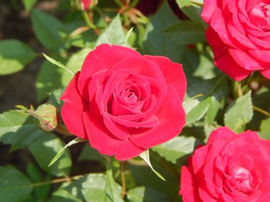 Doku doğa çimen çiçekler, ağaçlar duvar kağıdı