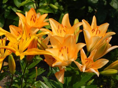 Doku doğa çimen çiçekler, ağaçlar duvar kağıdı