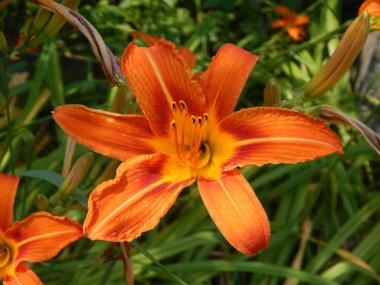 Doku doğa çimen çiçekler, ağaçlar duvar kağıdı