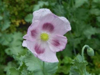 Doku doğa çimen çiçekler, ağaçlar duvar kağıdı