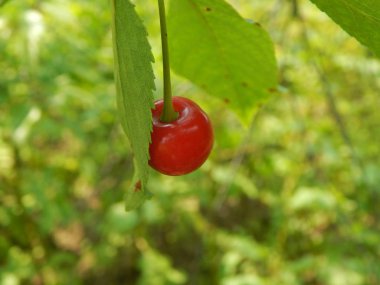 Doku doğa çimen çiçekler, ağaçlar duvar kağıdı