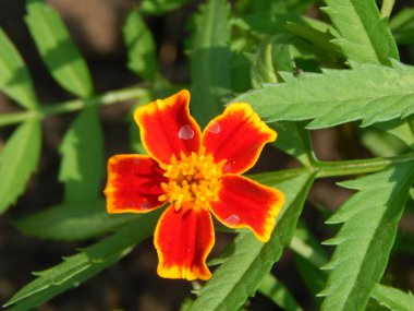 Doku doğa çimen çiçekler, ağaçlar duvar kağıdı