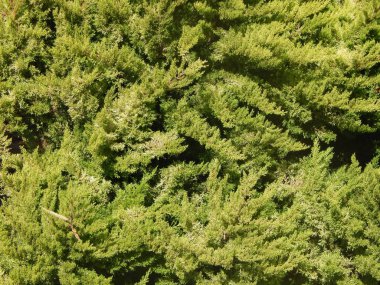 Kıbrıs Larnaka bölgesine seyahat