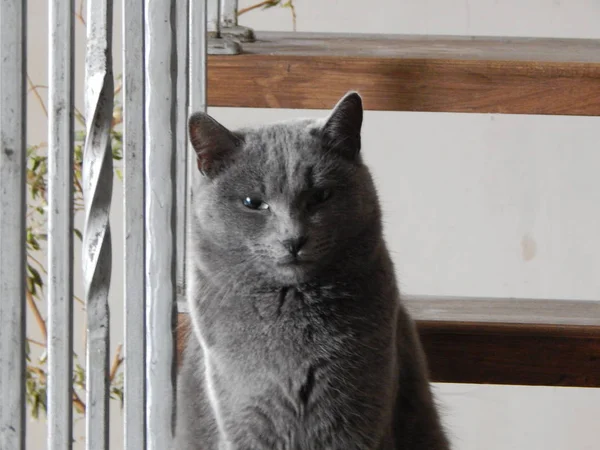 Gato Gato Nas Escadas — Fotografia de Stock