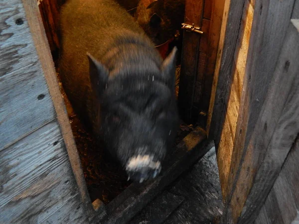 Schweinezucht — Stockfoto