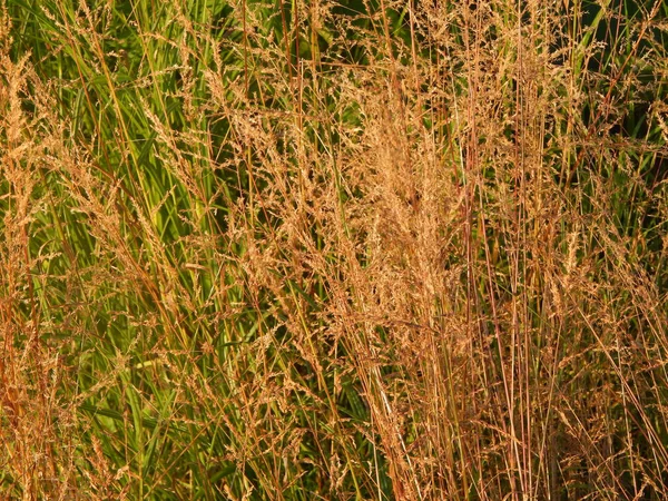 Texture Natura Erba Fiori Alberi Carta Parati — Foto Stock