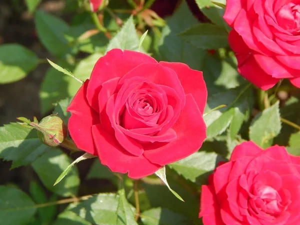 Textur Natur Gräs Blommor Träd Tapet — Stockfoto