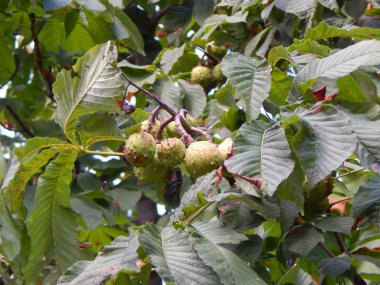 Yeşil arka plan ve Peyzaj Park