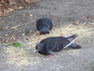Güvercinler waterfront kentsel kuşlar üzerinde