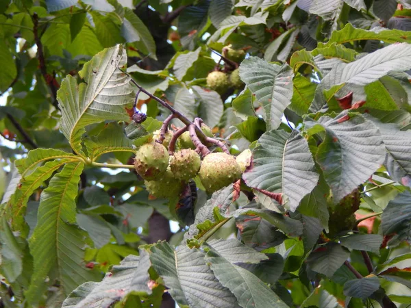 Yeşil arka plan ve Peyzaj Park