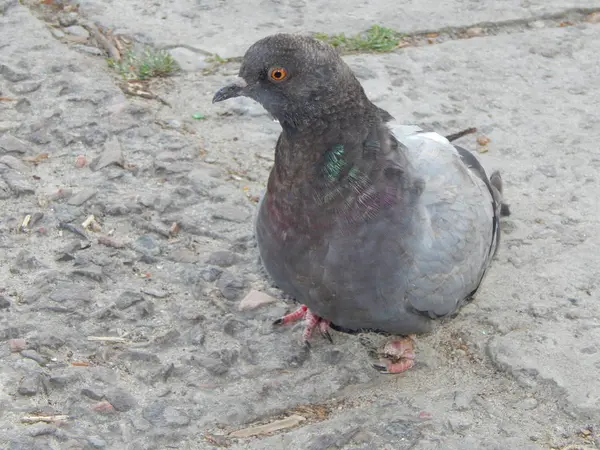 Pigeons Sur Front Mer Oiseaux Urbains — Photo