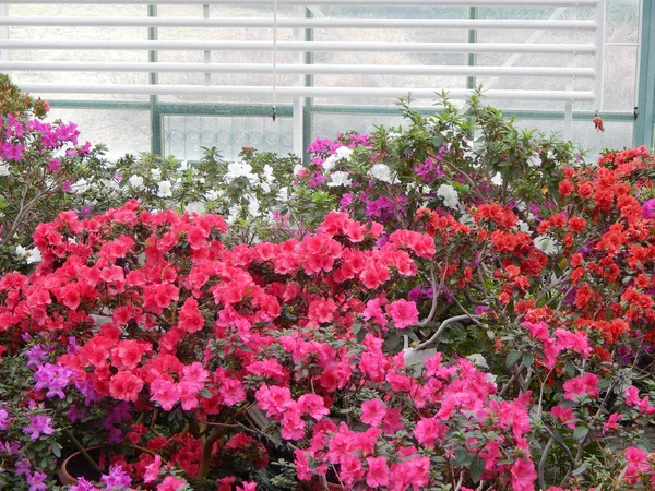 Plantas Flores Del Jardín Botánico — Foto de Stock