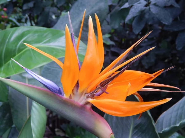 Botanical Garden Plants Flowers — Stock Photo, Image