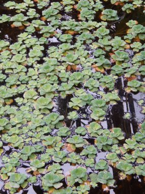 Botanik bahçe bitki ve çiçekler