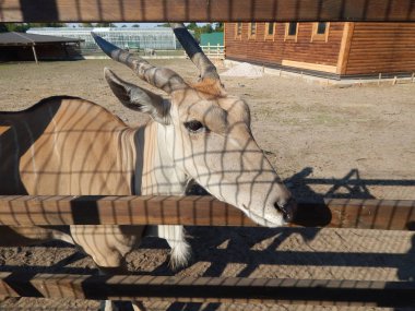 Paddock bir sürü bir mera üzerinde geyik otlatmak