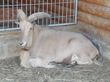 Paddock bir sürü bir mera üzerinde geyik otlatmak