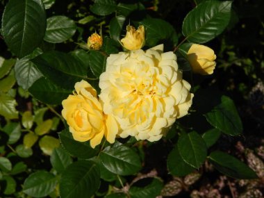 Çiçek Bahçe ve yakın çekim için arka plan