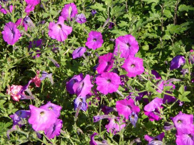 Çiçek Bahçe ve yakın çekim için arka plan