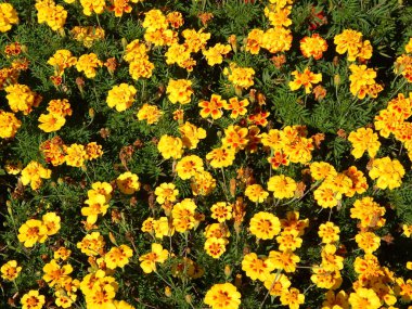 Çiçek Bahçe ve yakın çekim için arka plan