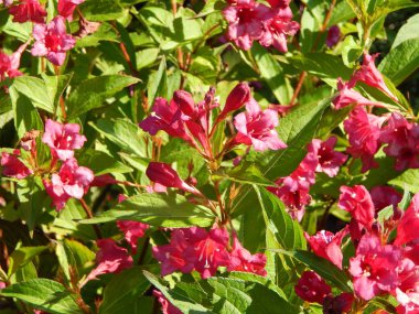 Weigela Bristol Bahçedeki yakut çiçeği