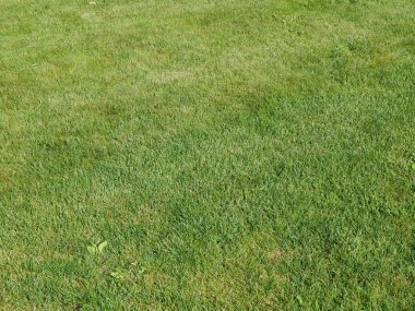 Yeşil arka plan ve Peyzaj Park