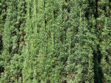 Yeşil arka plan ve Peyzaj Park