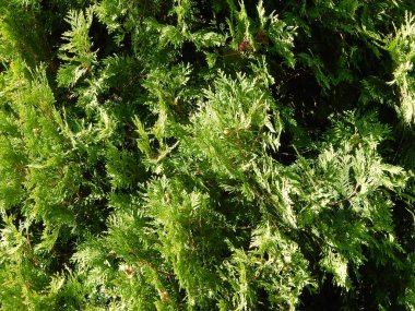 Yeşil arka plan ve Peyzaj Park