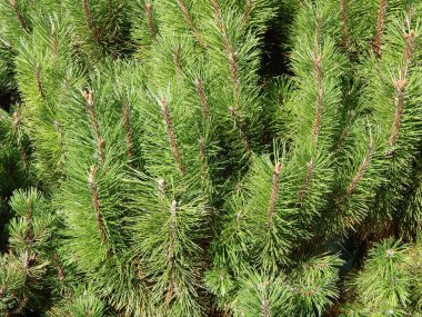 Yeşil arka plan ve Peyzaj Park