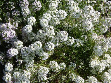 Yeşil arka plan ve Peyzaj Park